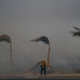 Hurricane-force winds caused palm trees to bend at Faria State Beach in Ventura, CA on Thursday. (Image: AP)